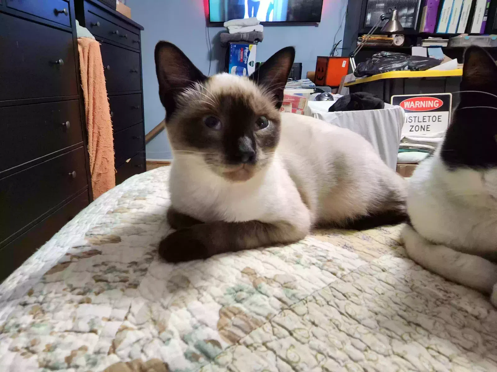 Lost cat in Baytown, TX, 77521