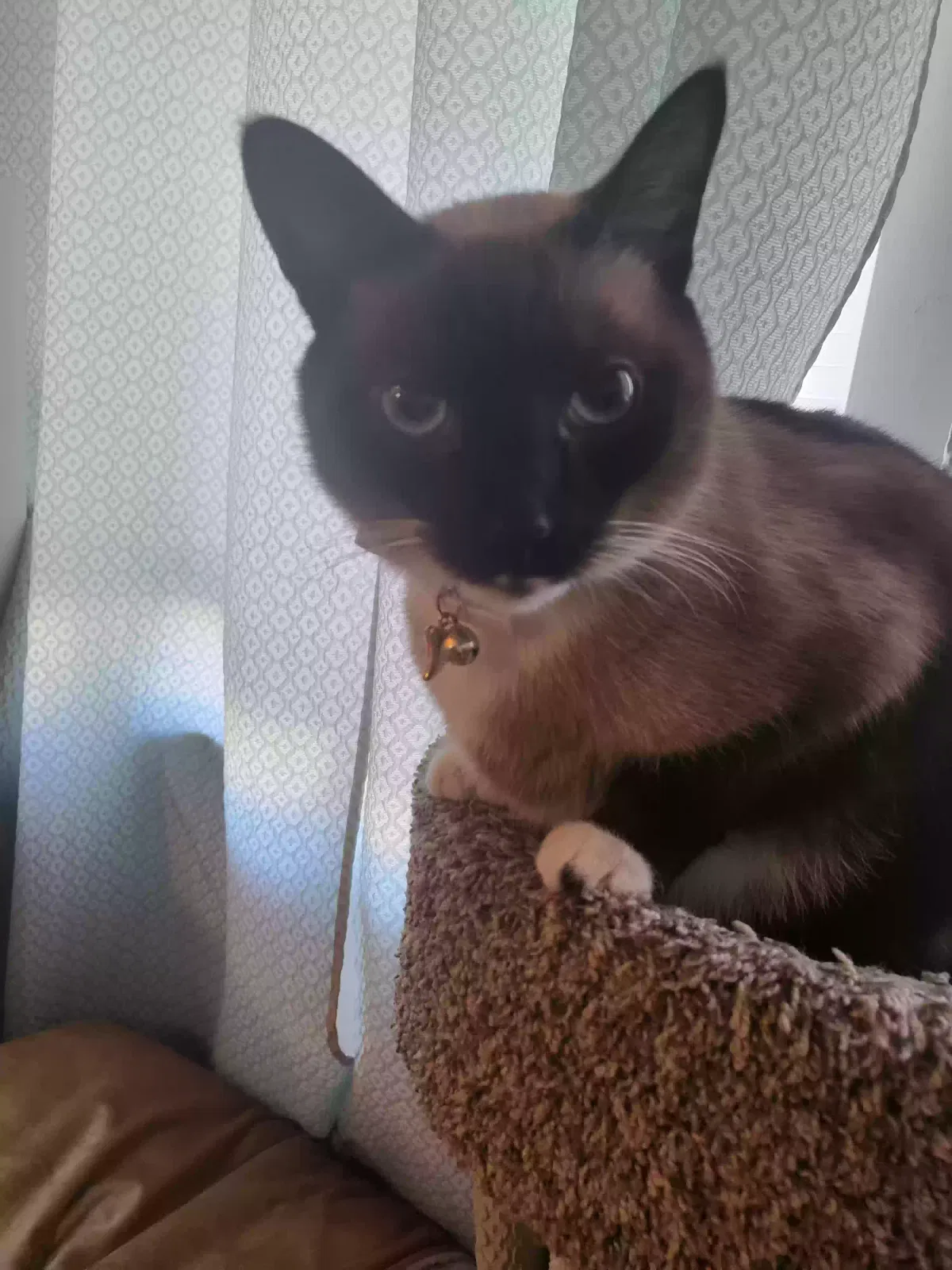 Lost cat in Prince Frederick, MD, 20678