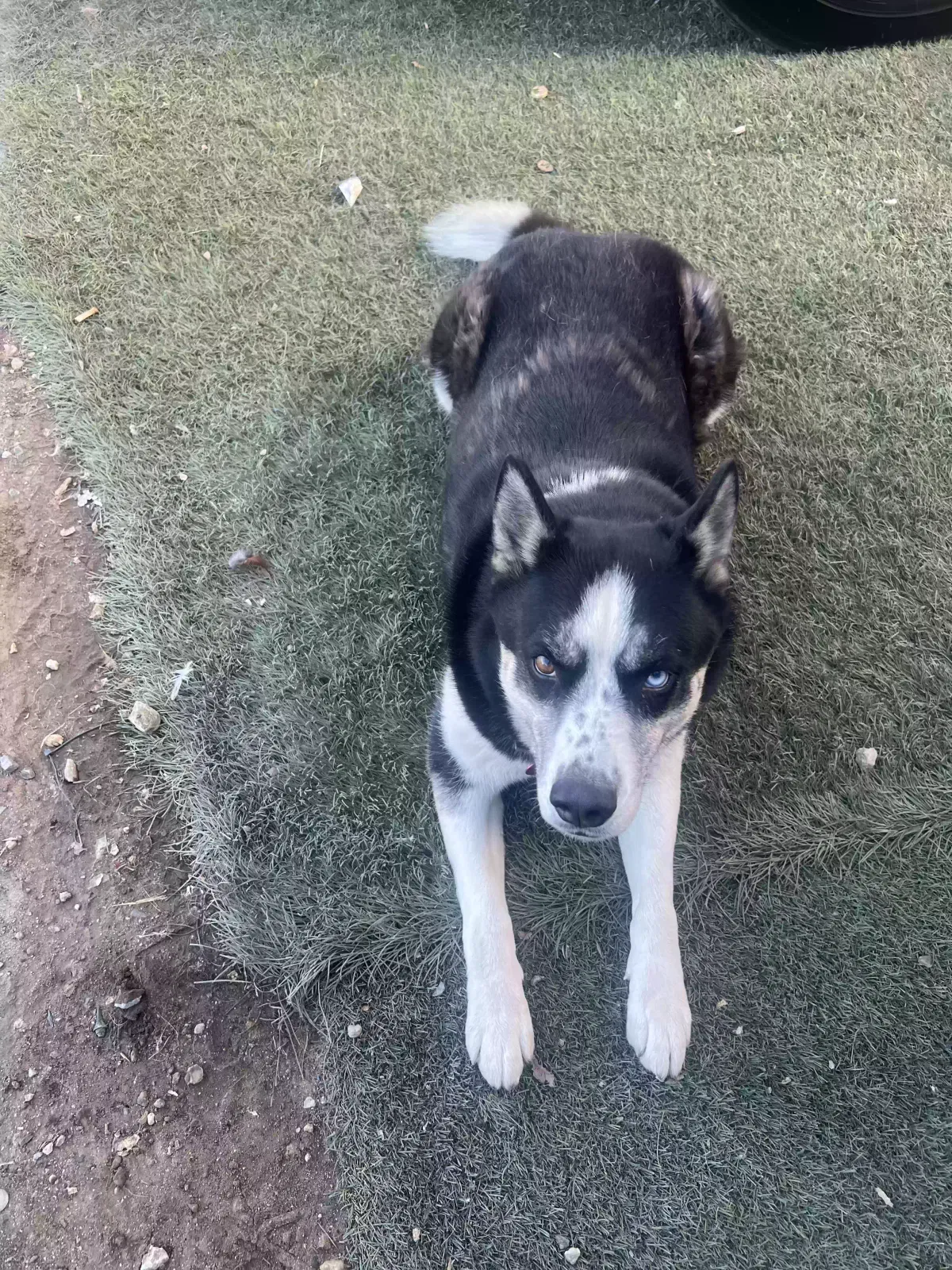 Lost dog in Los Angeles, CA, 90026