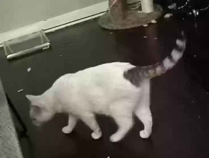Lost cat in Birmingham, AL, 35206