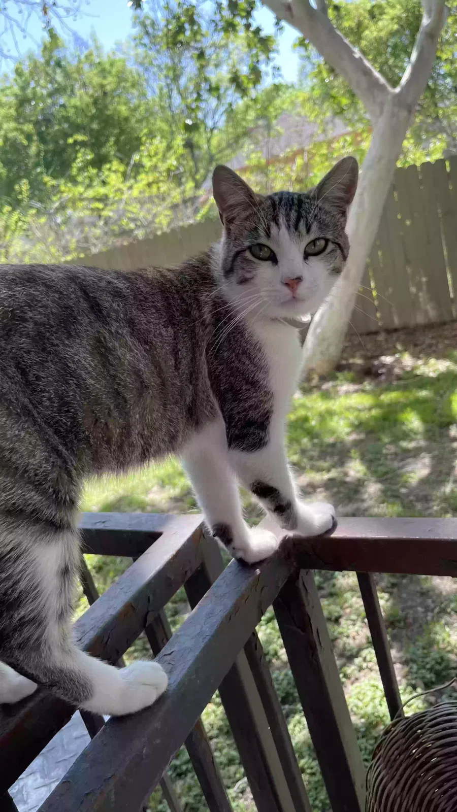 Lost cat in New Braunfels, TX, 78130