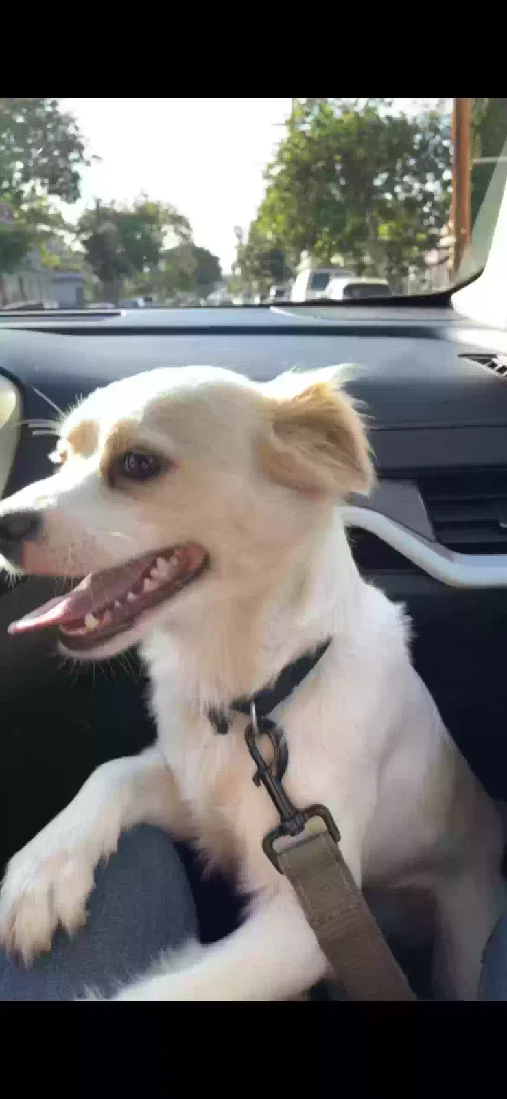 Lost dog in Los Angeles, CA, 90006