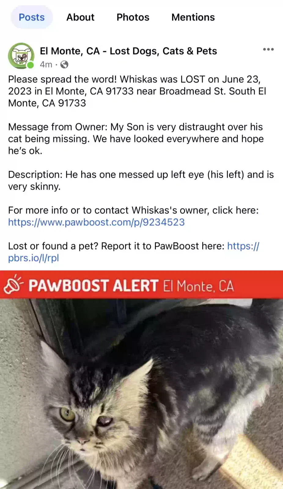Lost cat in South El Monte, CA, 91733