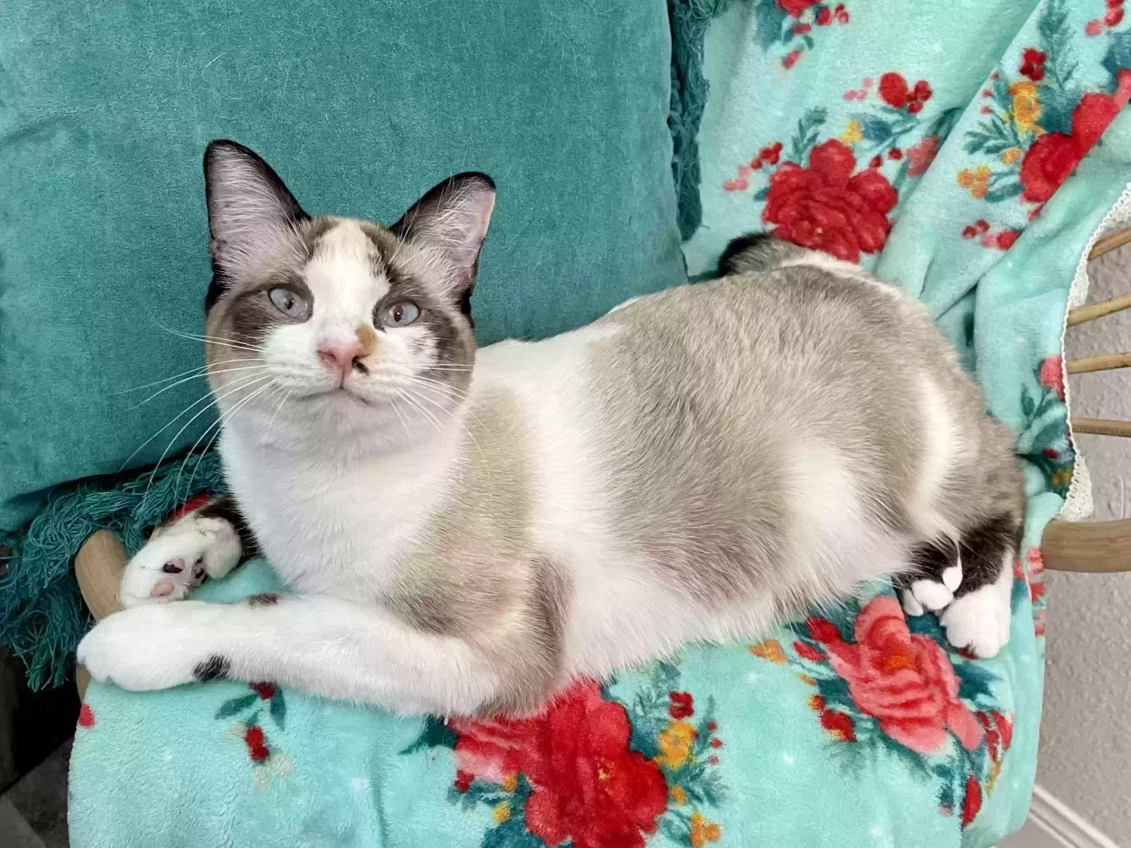 Lost cat in Spring, TX, 77386