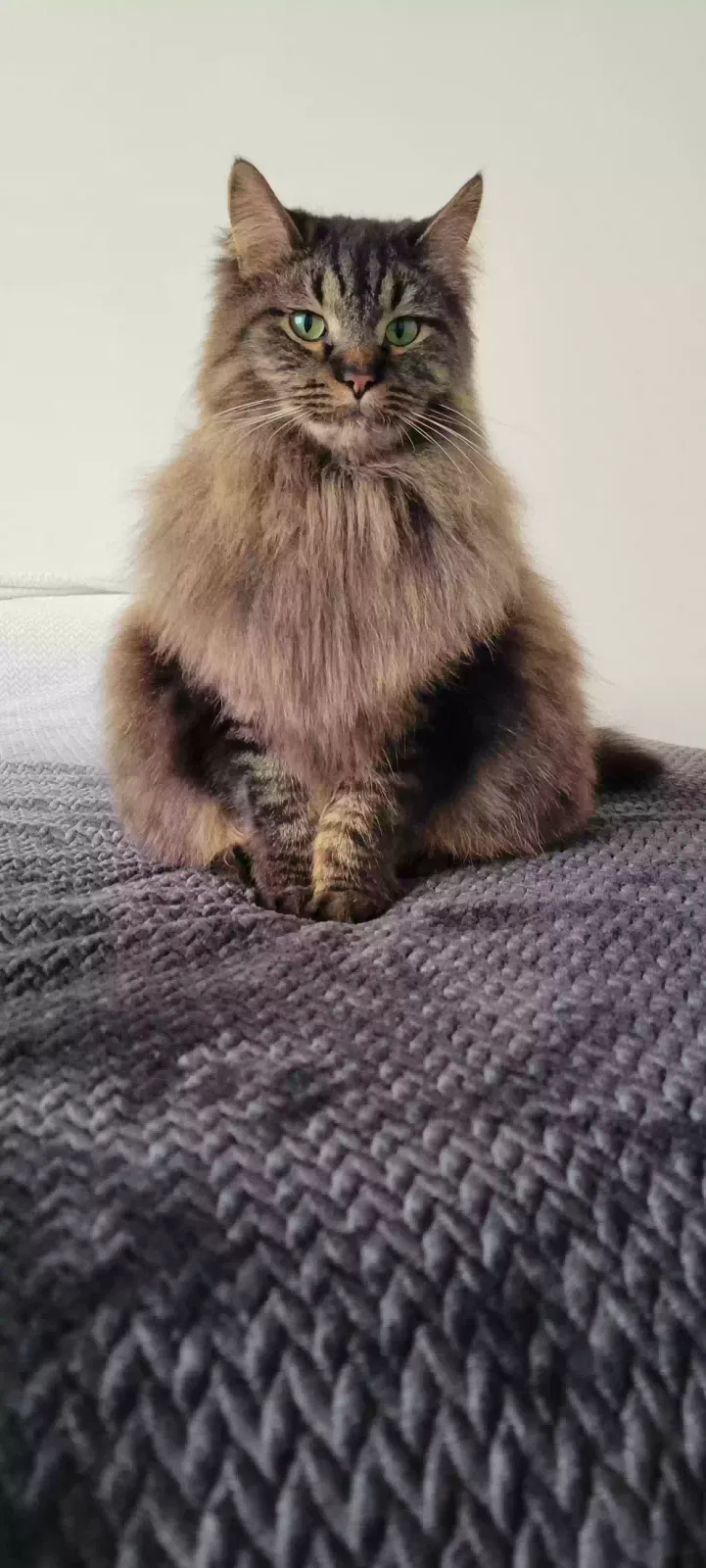 Lost cat in Clearfield, UT, 84015