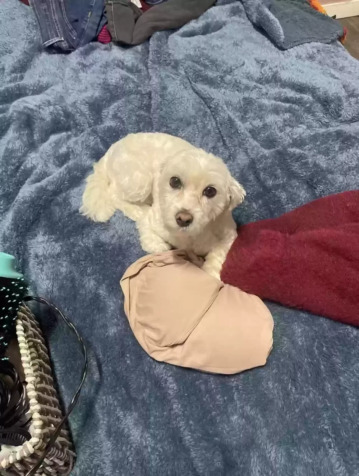 Lost dog in San Pablo, CA, 94806