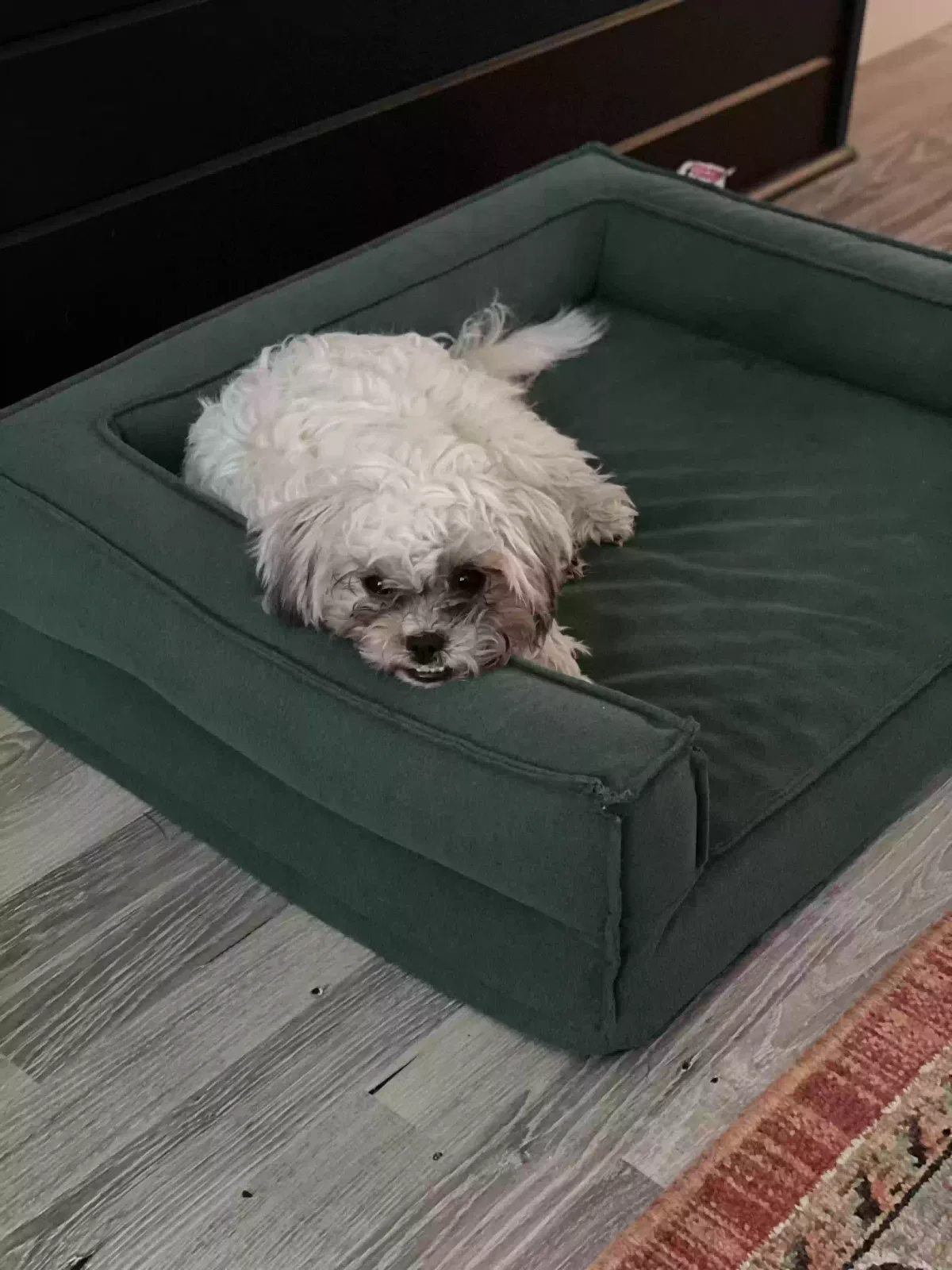 Lost dog in Ankeny, IA, 50021