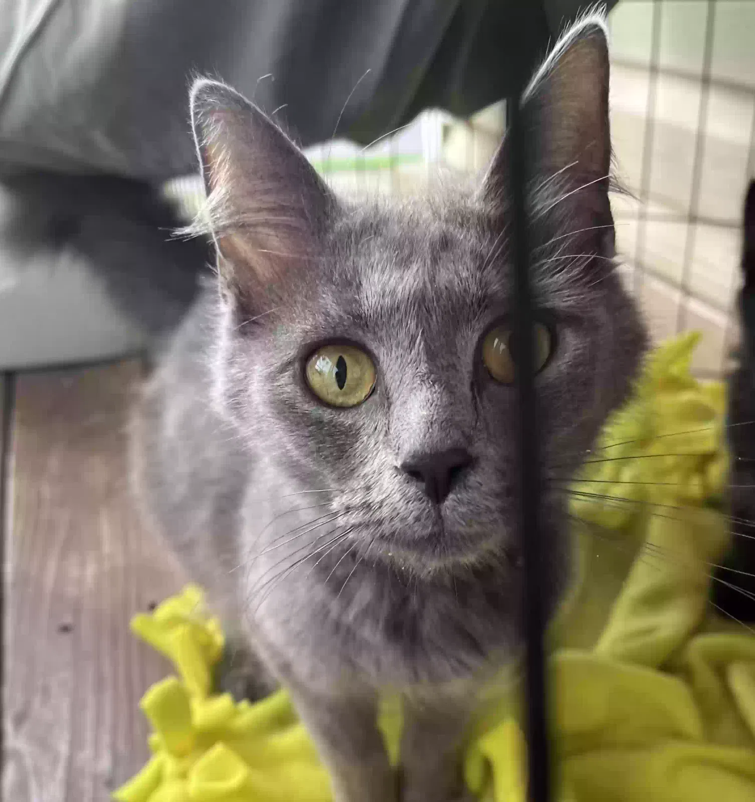 Found cat in Dallas, GA, 30157
