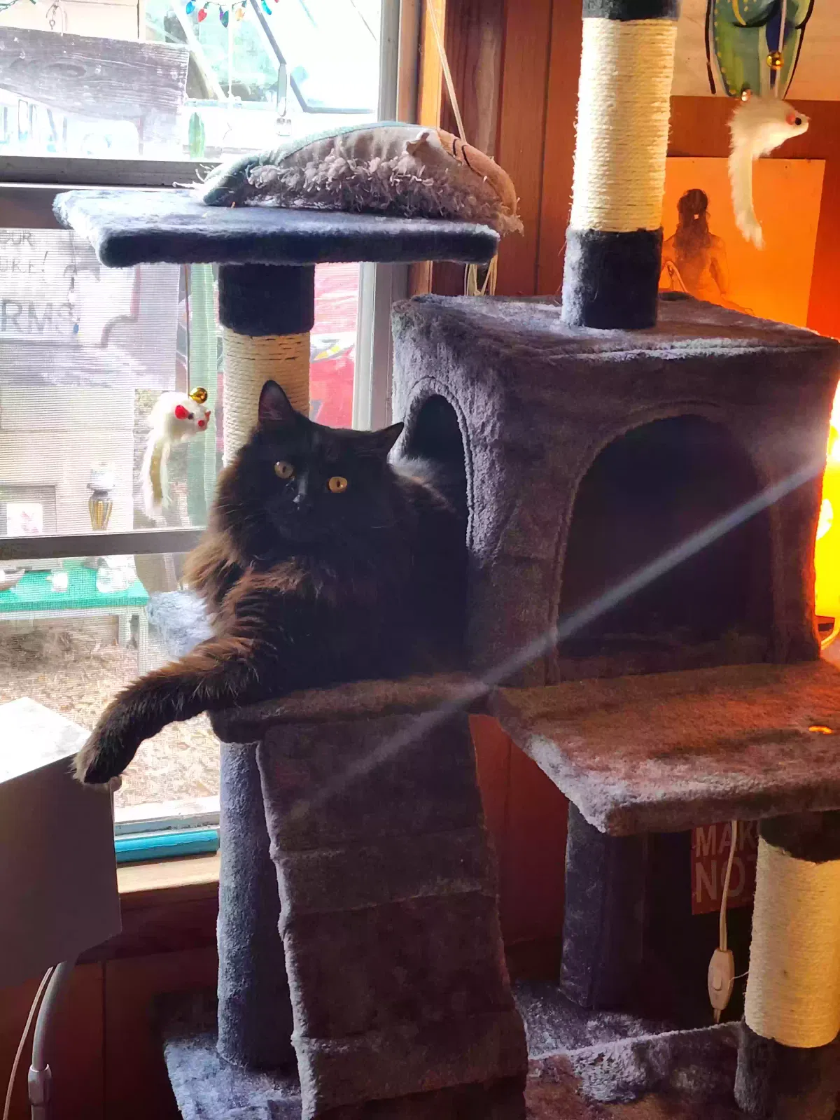 Lost cat in Saint Augustine, FL, 32086