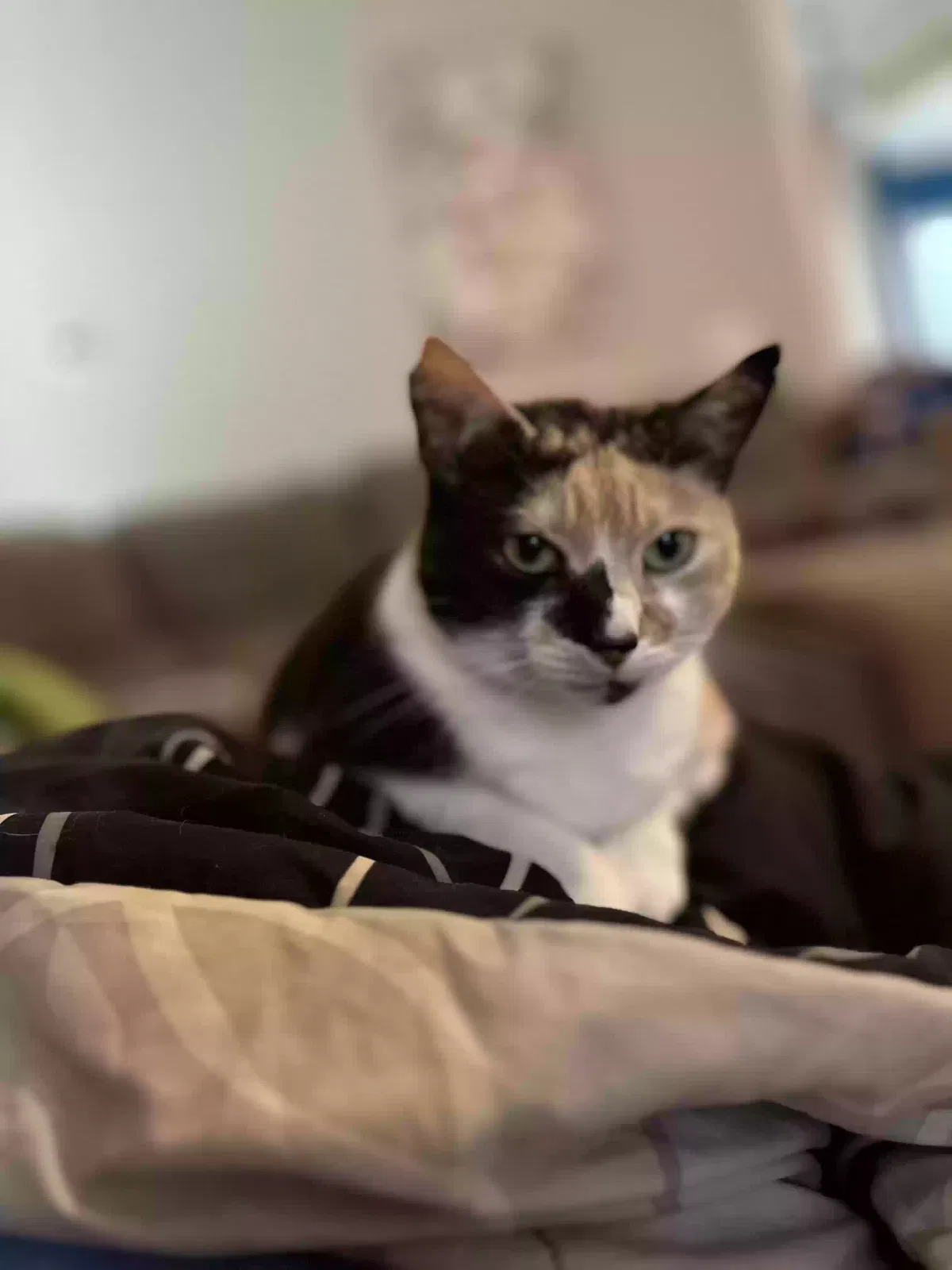 Lost cat in Rock Hill, SC, 29732