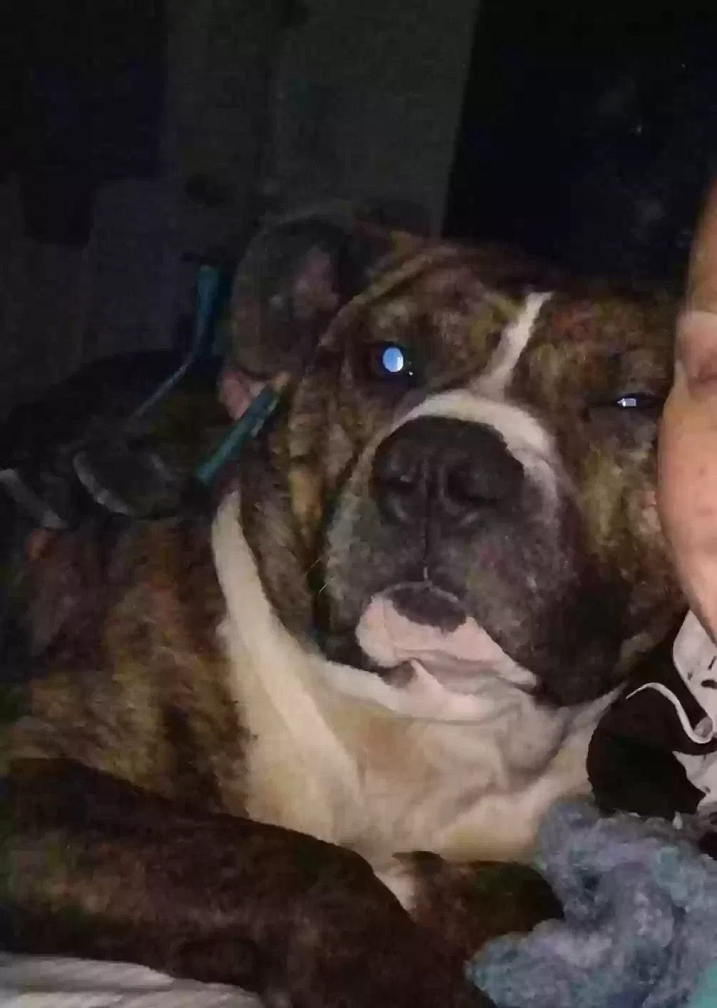 Lost dog in Griffin, GA, 30223
