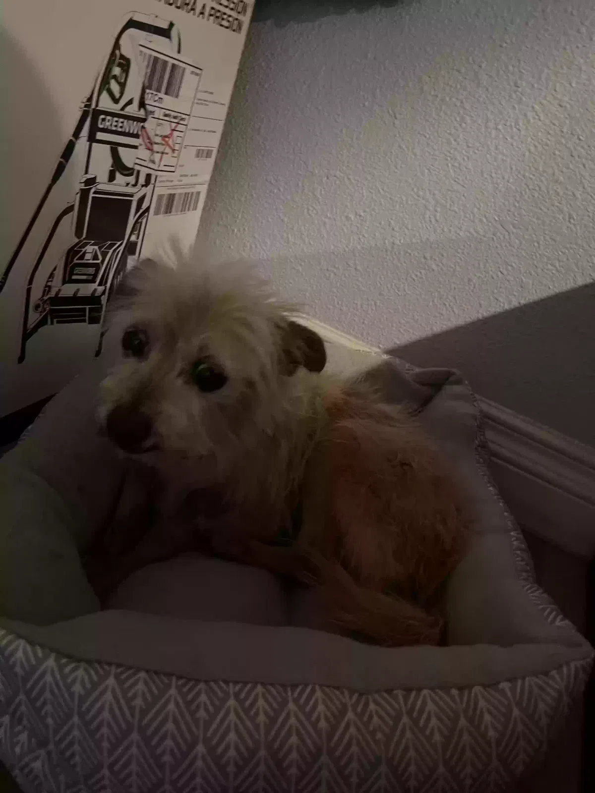 Lost dog in Los Angeles, CA, 90037