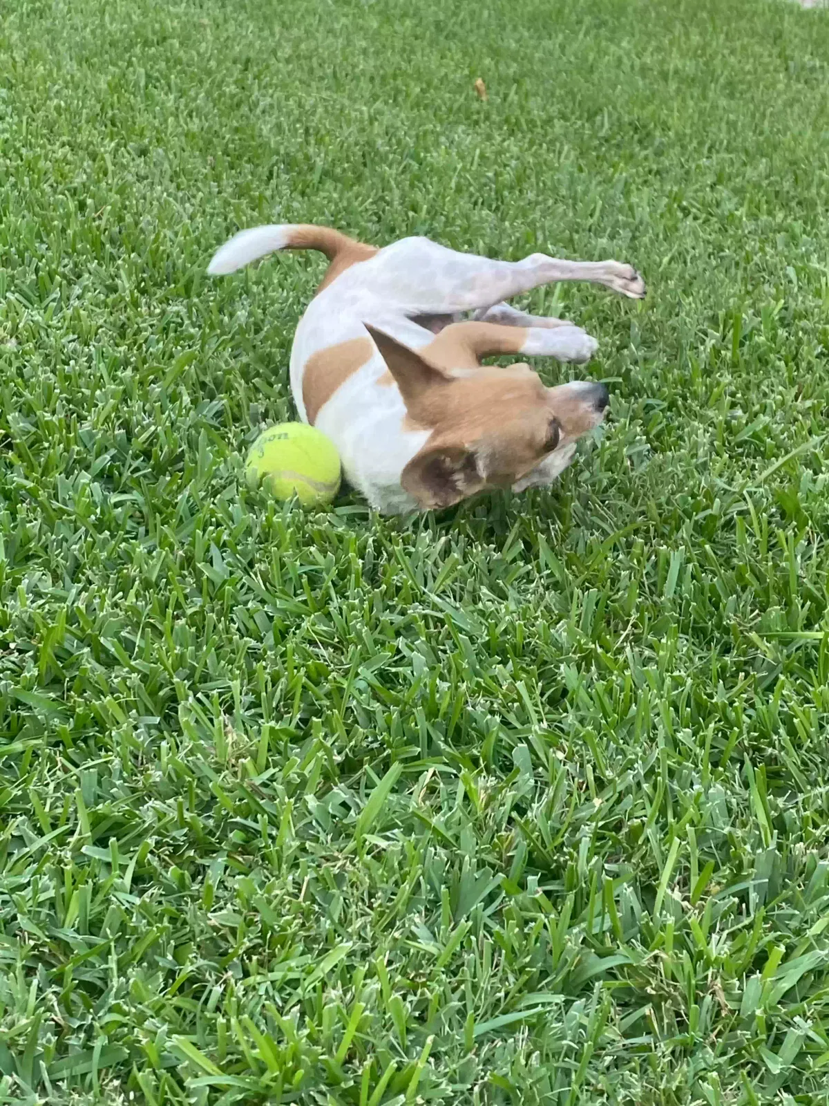 Lost dog in Dallas, TX, 75220