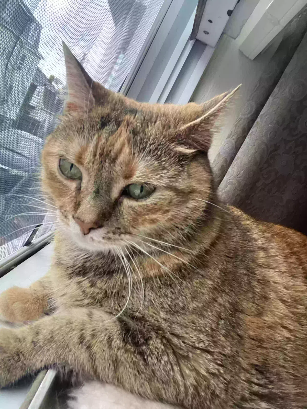 Lost cat in Lowell, MA, 1852