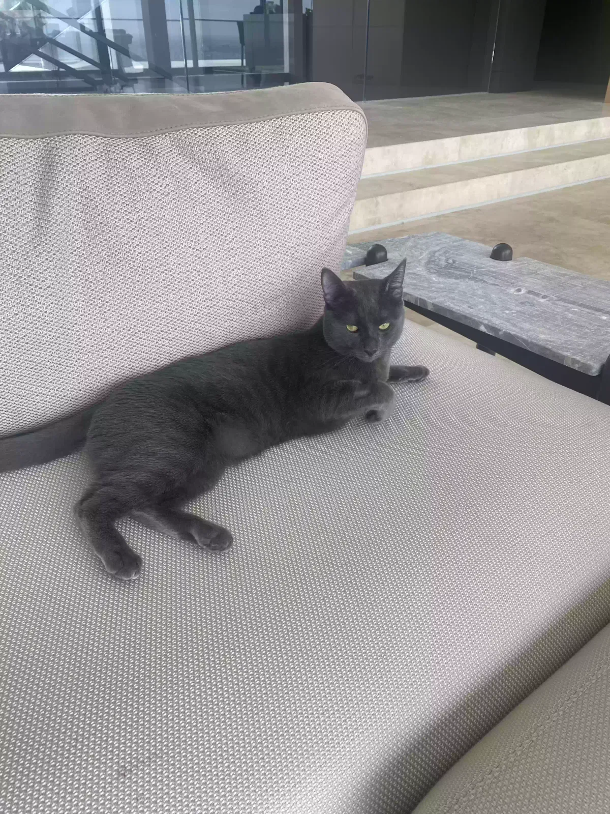 Lost cat in West Hollywood, CA, 90069