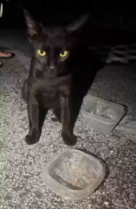 Found cat in Orlando, FL, 32806