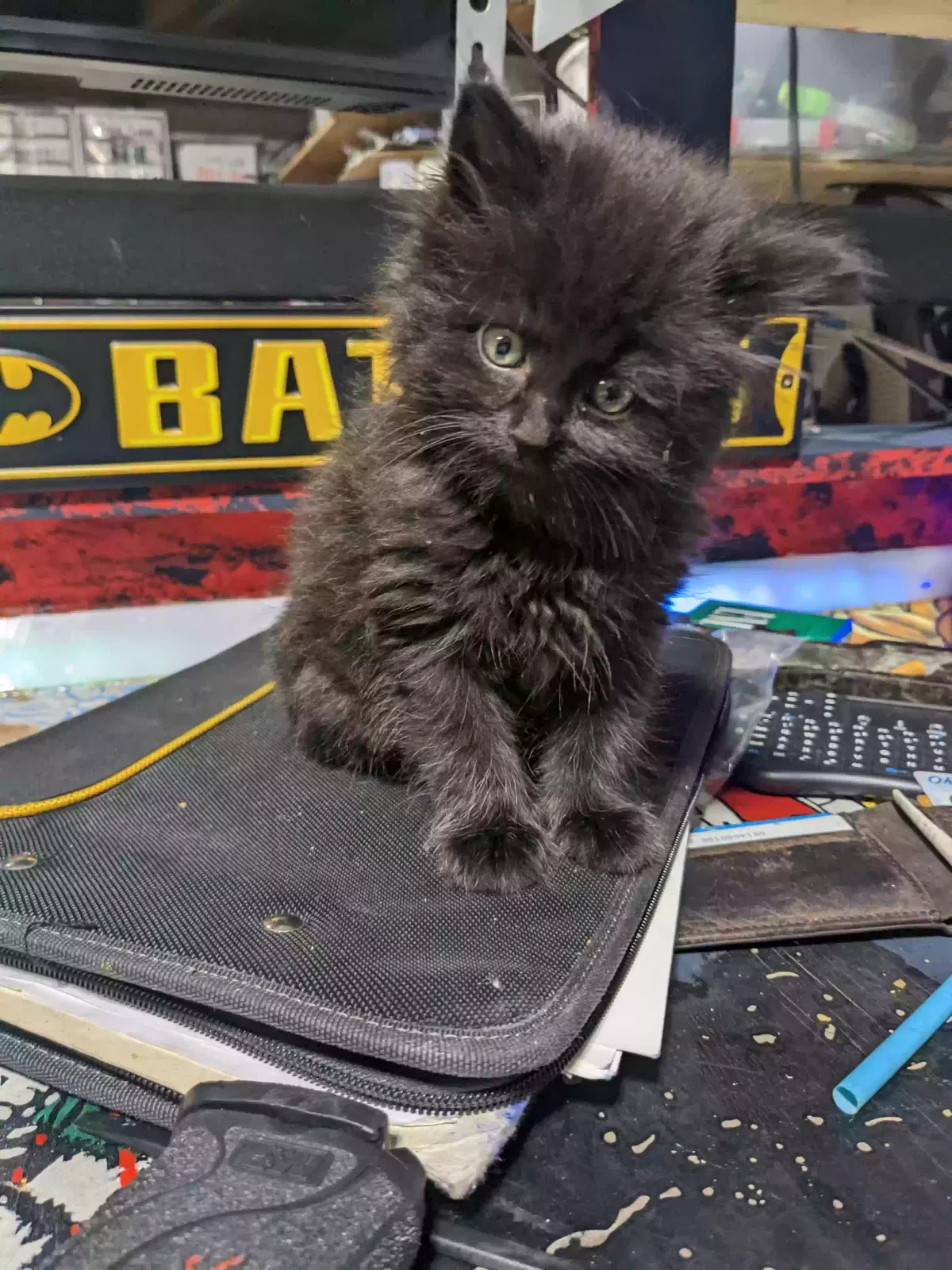 Lost cat in Grant, AL, 35747
