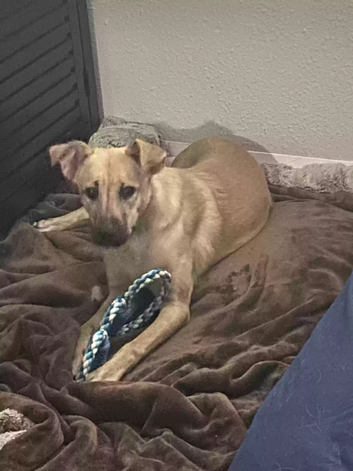 Lost dog in Englewood, CO, 80110