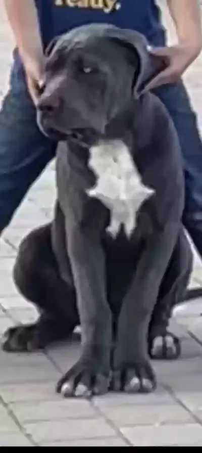 Lost dog in Perris, CA, 92570