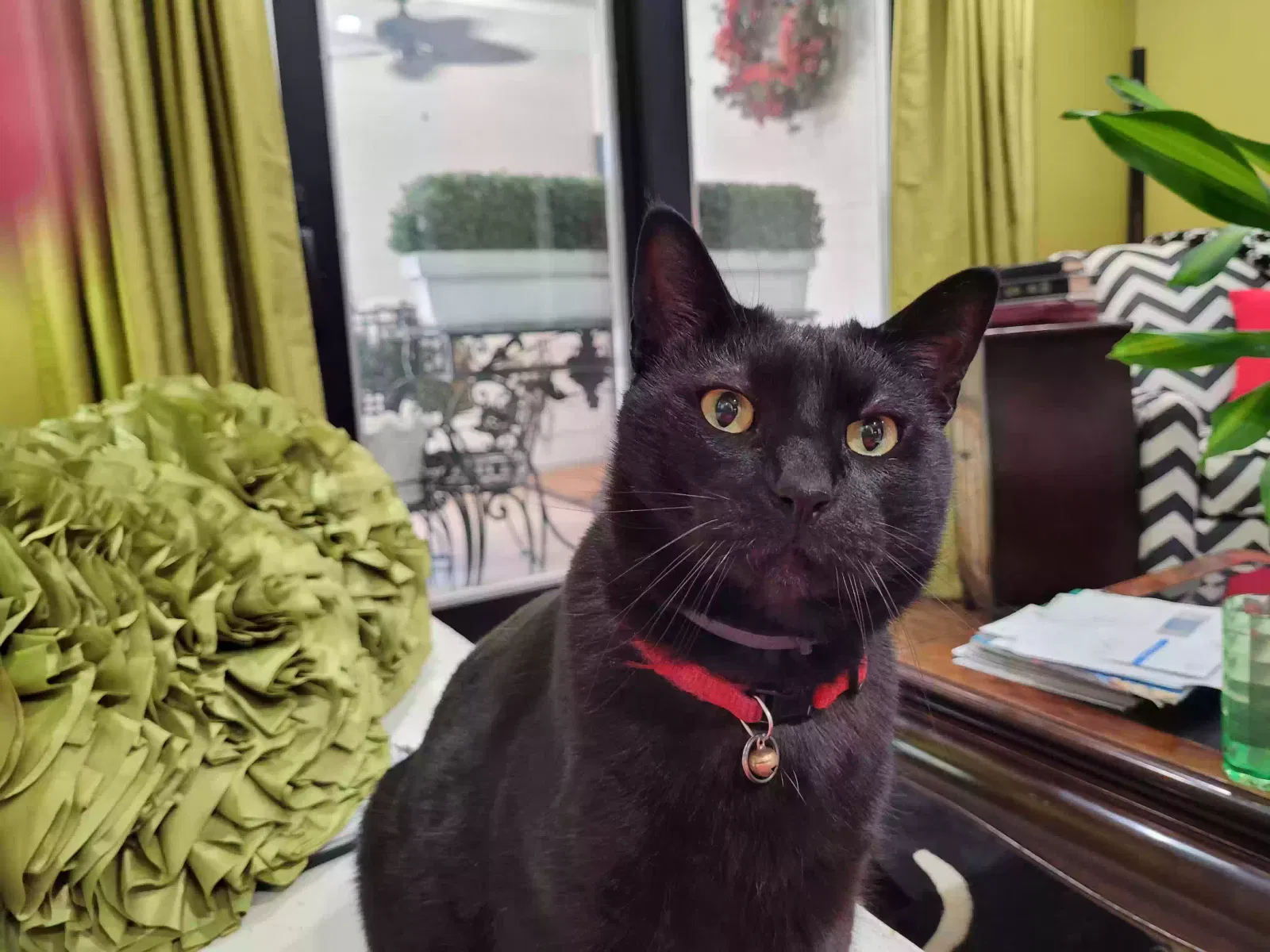 Lost cat in Addison, TX, 75001