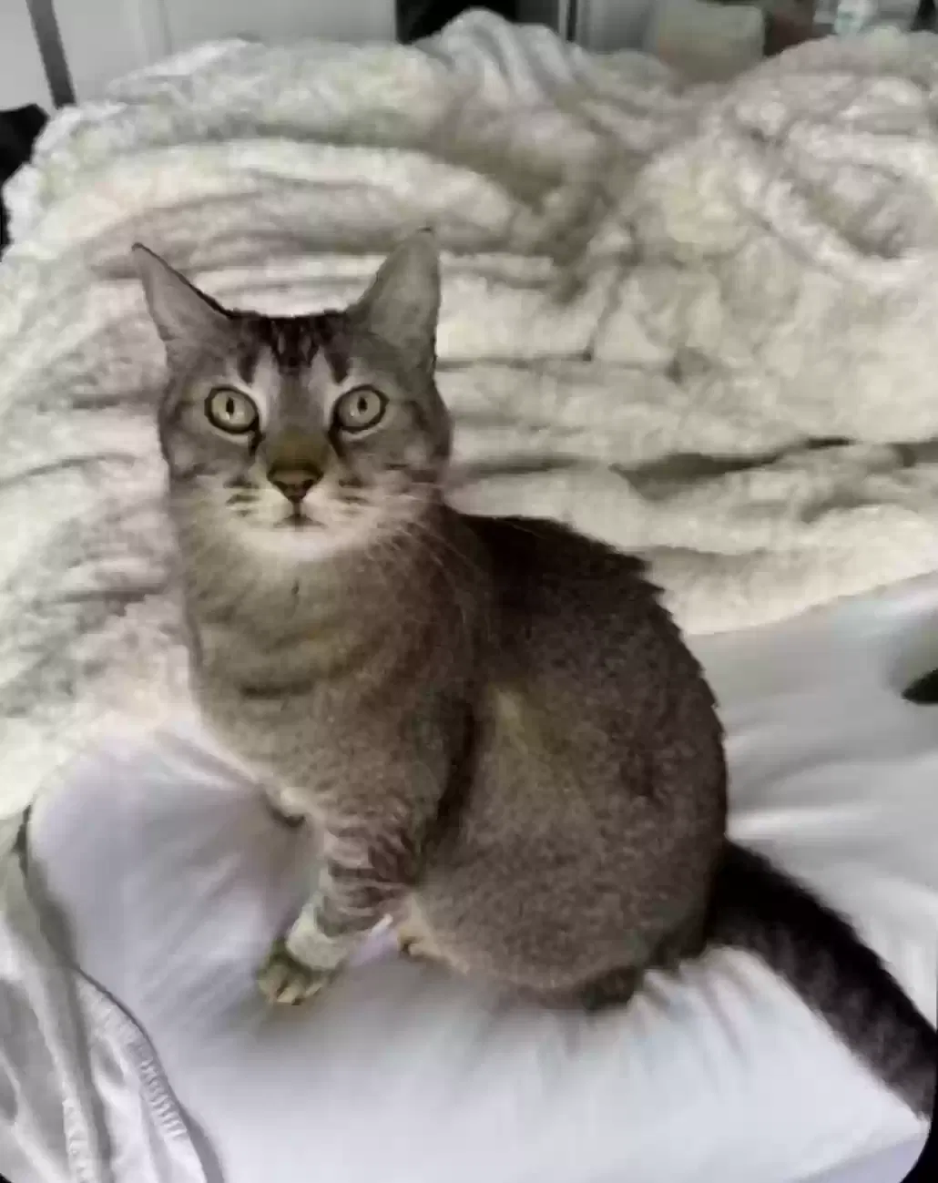 Lost cat in Malibu, CA, 90265