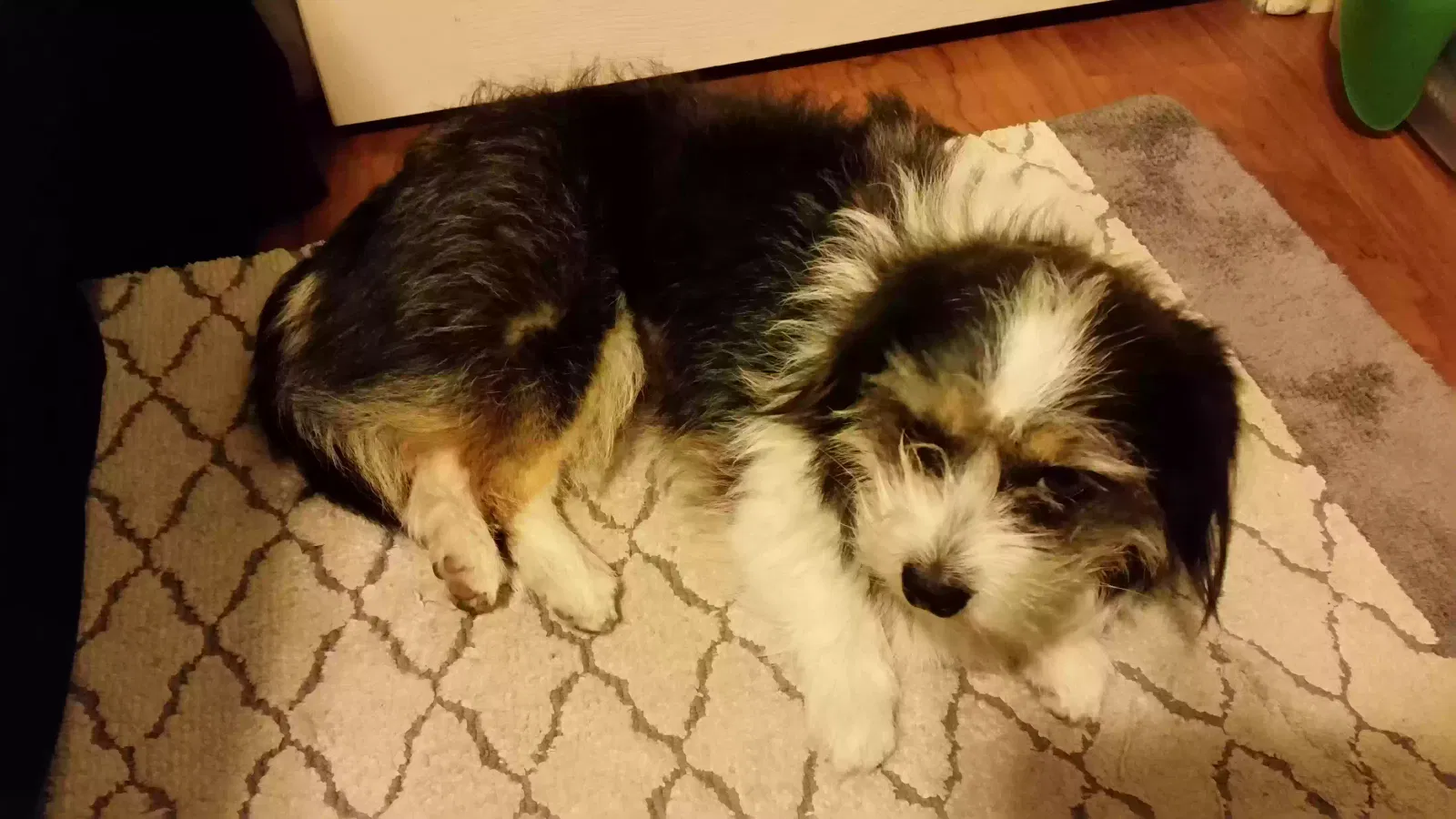 Lost dog in Norwalk, CA, 90650
