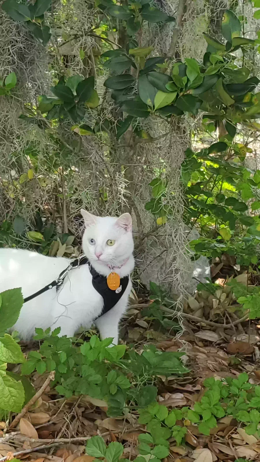 Lost cat in Wildwood, FL, 34785