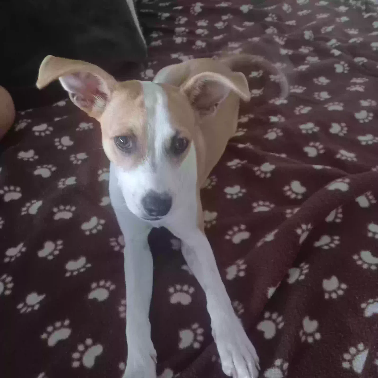Lost dog in Morristown, TN, 37813