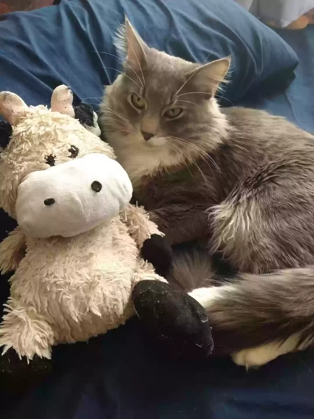 Lost cat in Adelanto, CA, 92301