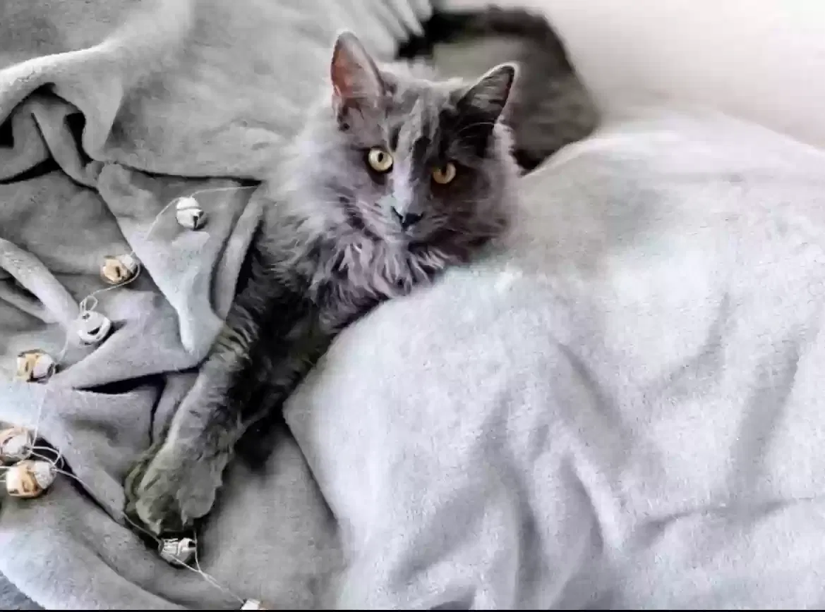Lost cat in Las Vegas, NV, 89156