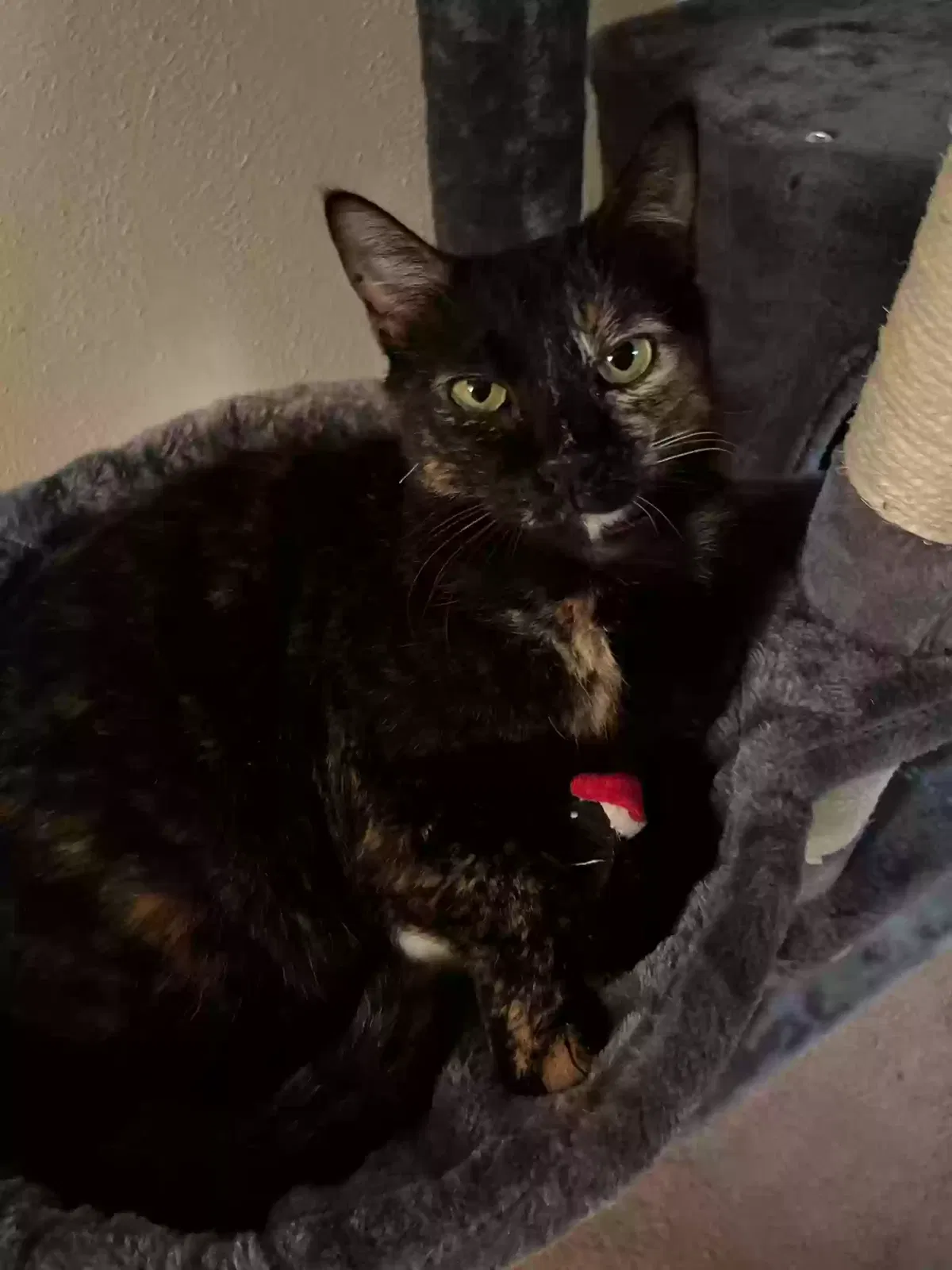 Lost cat in Santa Fe, NM, 87505