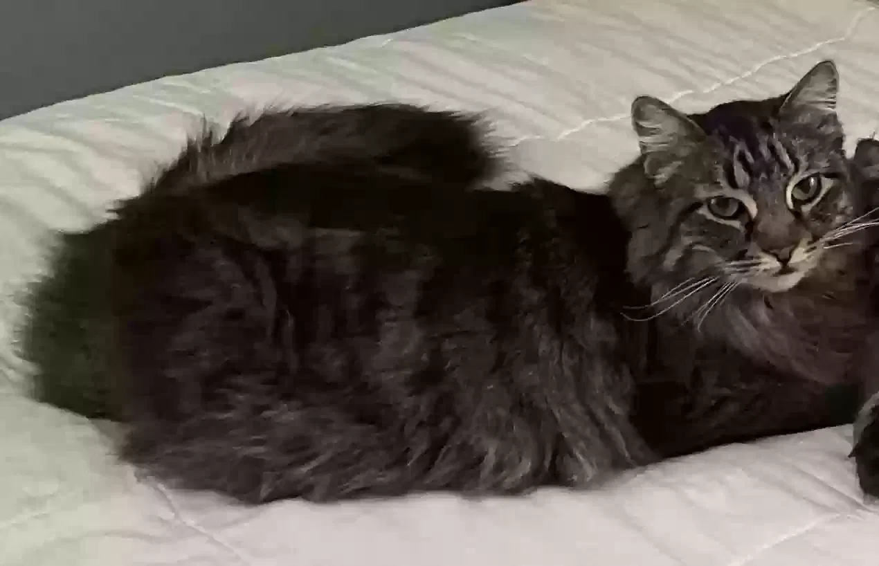 Lost cat in Valley Village, CA, 91607