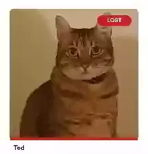 Lost cat in Wahiawa, HI, 96786