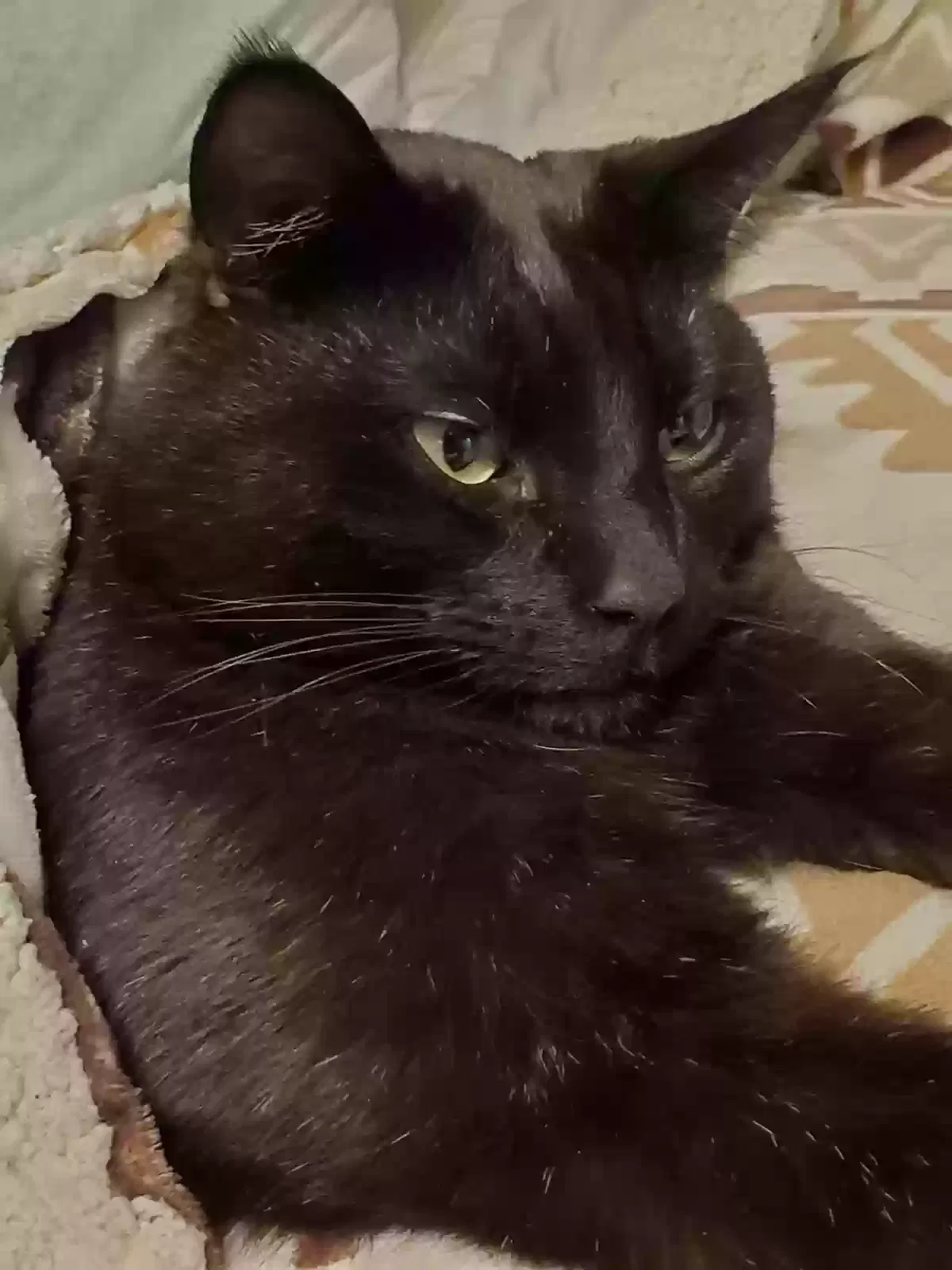 Lost cat in Santaquin, UT, 84655