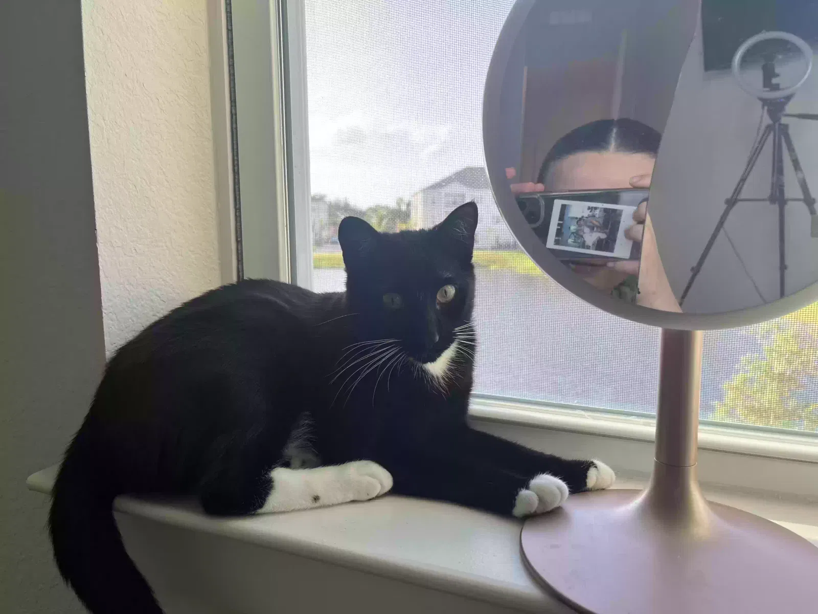 Lost cat in Port Saint Lucie, FL, 34952