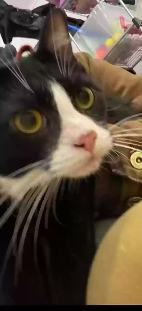 Lost cat in Illiopolis, IL, 62539