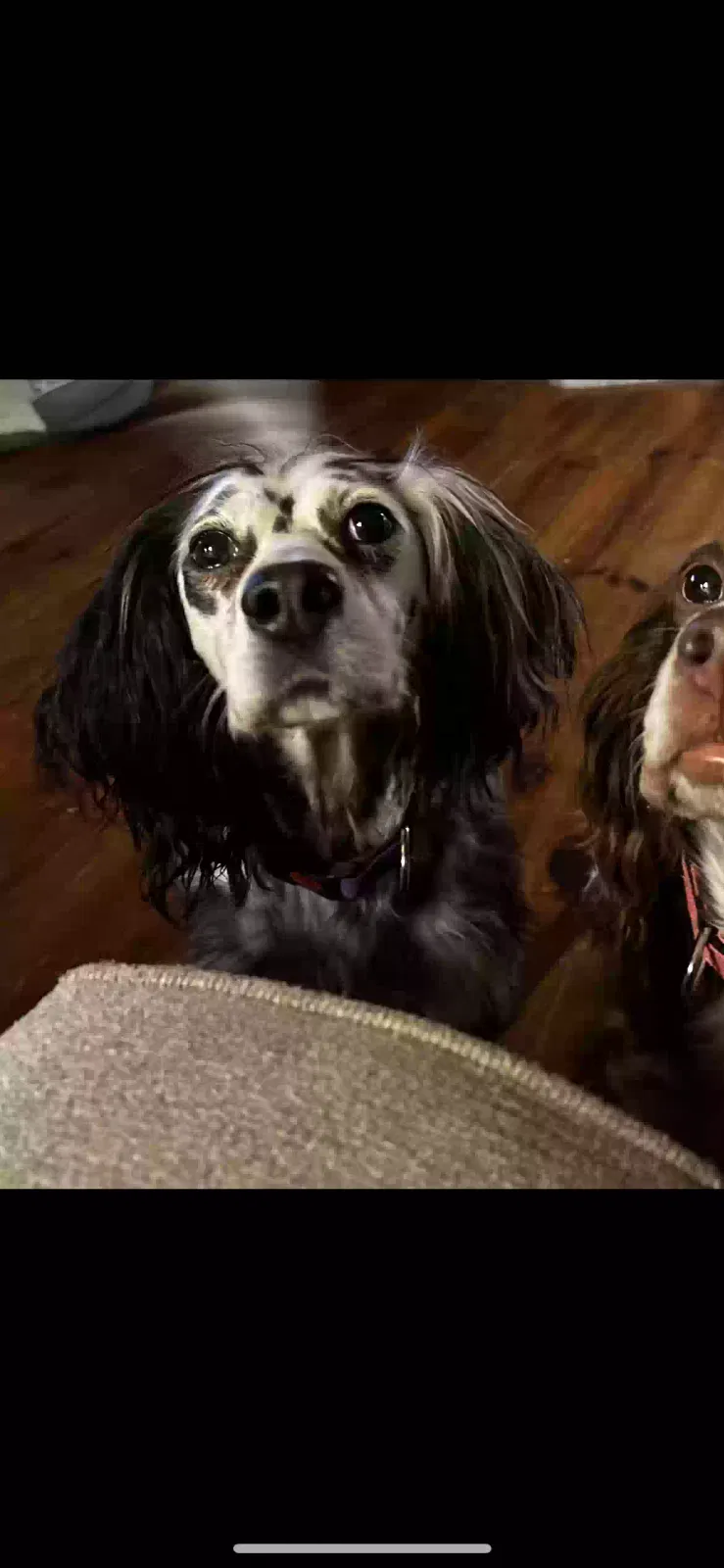 Lost dog in Litchfield, NH, 3052