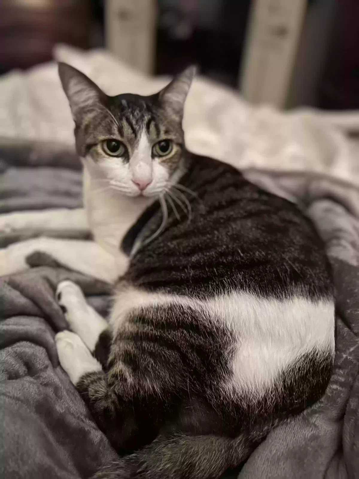 Lost cat in Fort Worth, TX, 76126
