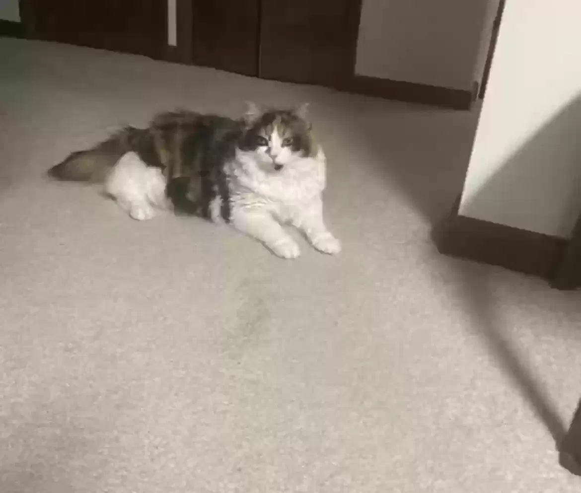 Lost cat in Pittsburgh, PA, 15239