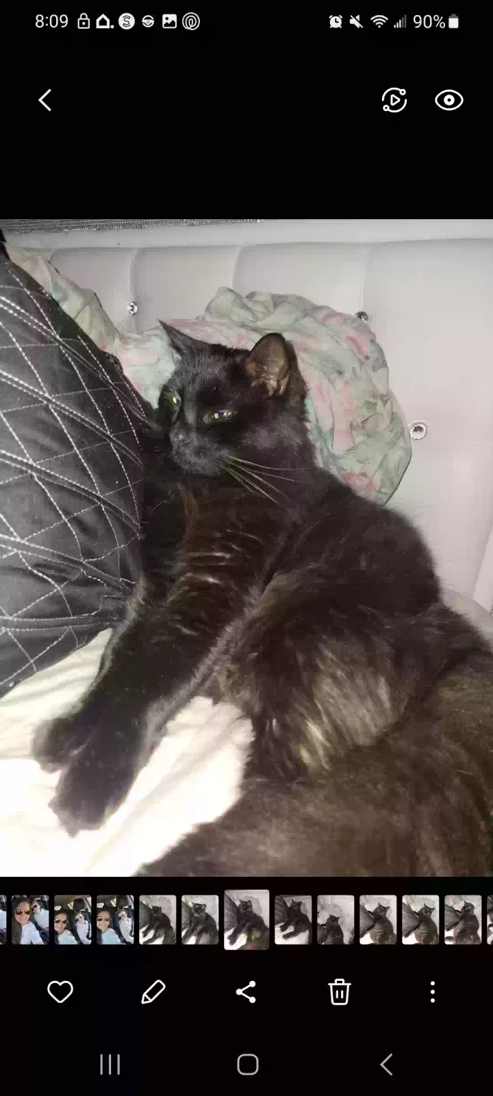 Lost cat in Winnsboro, SC, 29180