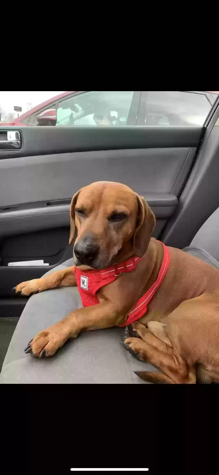Lost dog in Chattanooga, TN, 37421