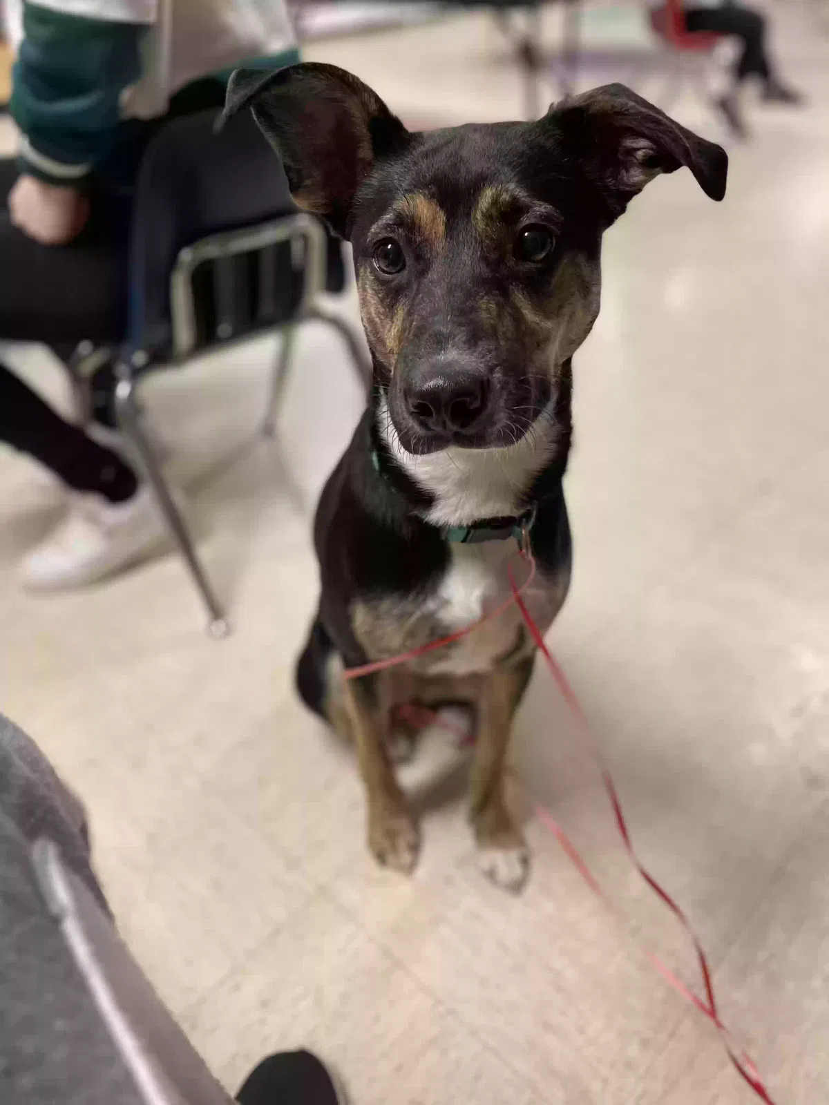 Lost dog in Sandown, NH, 3873