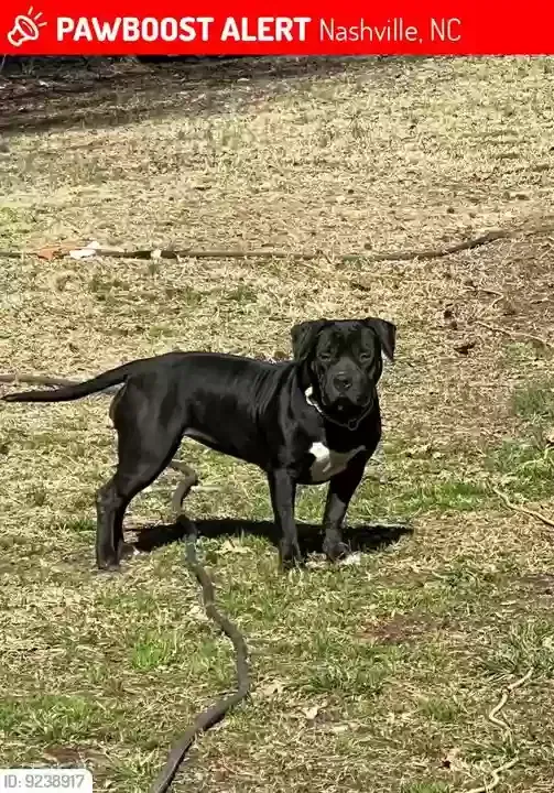 Lost dog in Nashville, NC, 27856