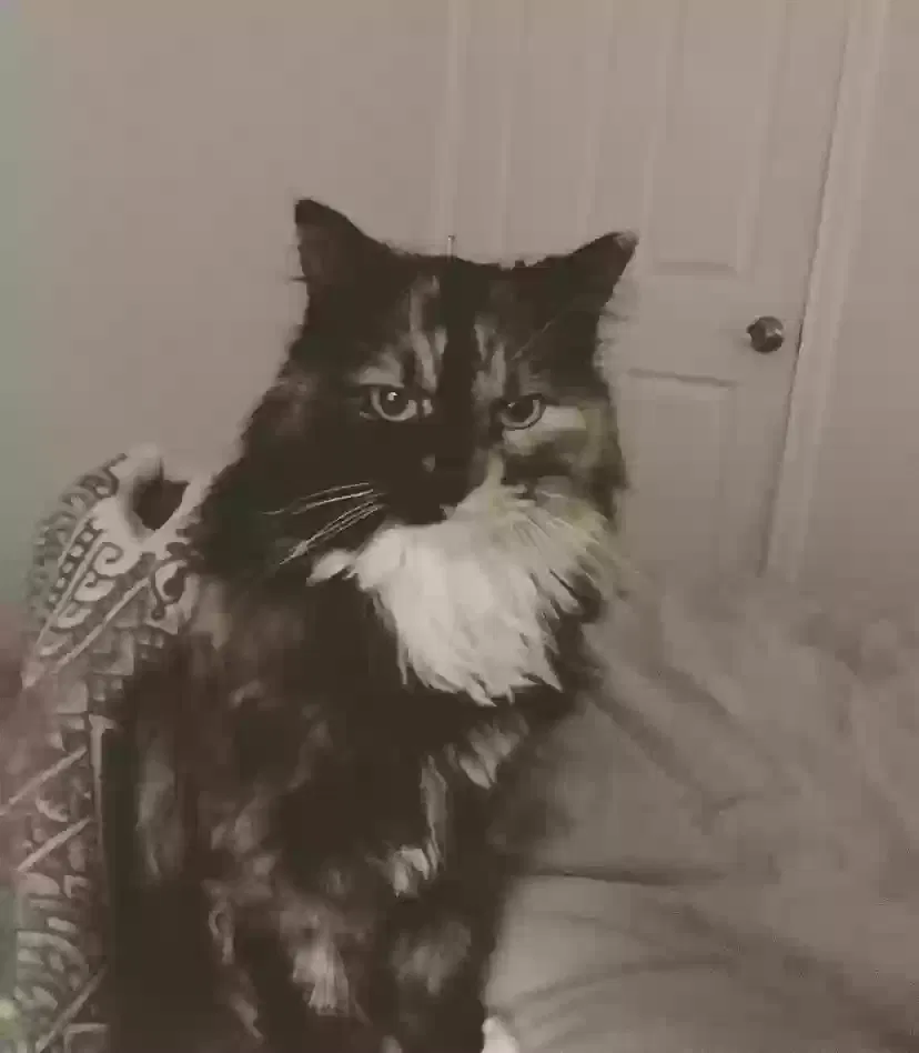 Lost cat in Austin, TX, 78721