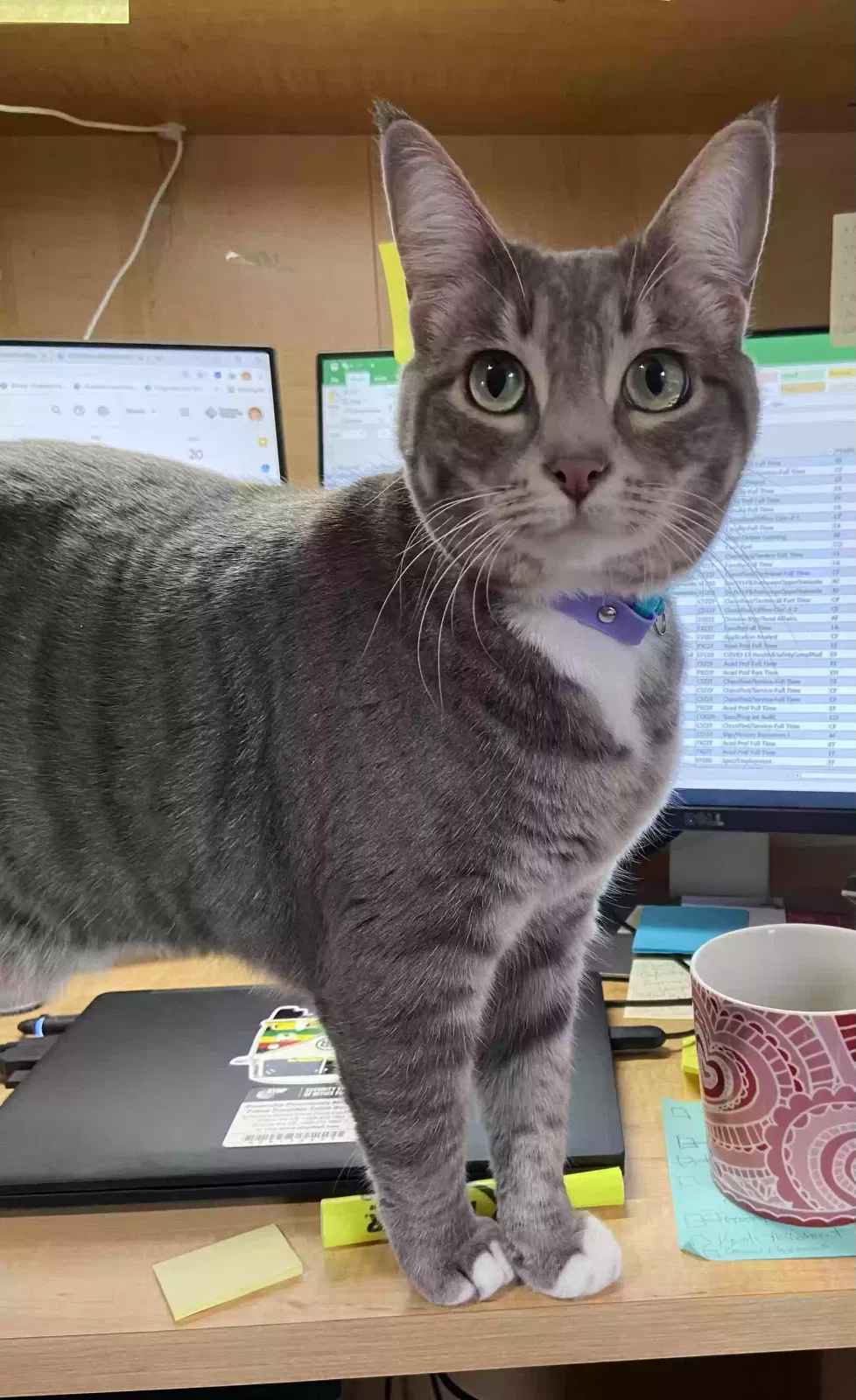 Lost cat in Scappoose, OR, 97056