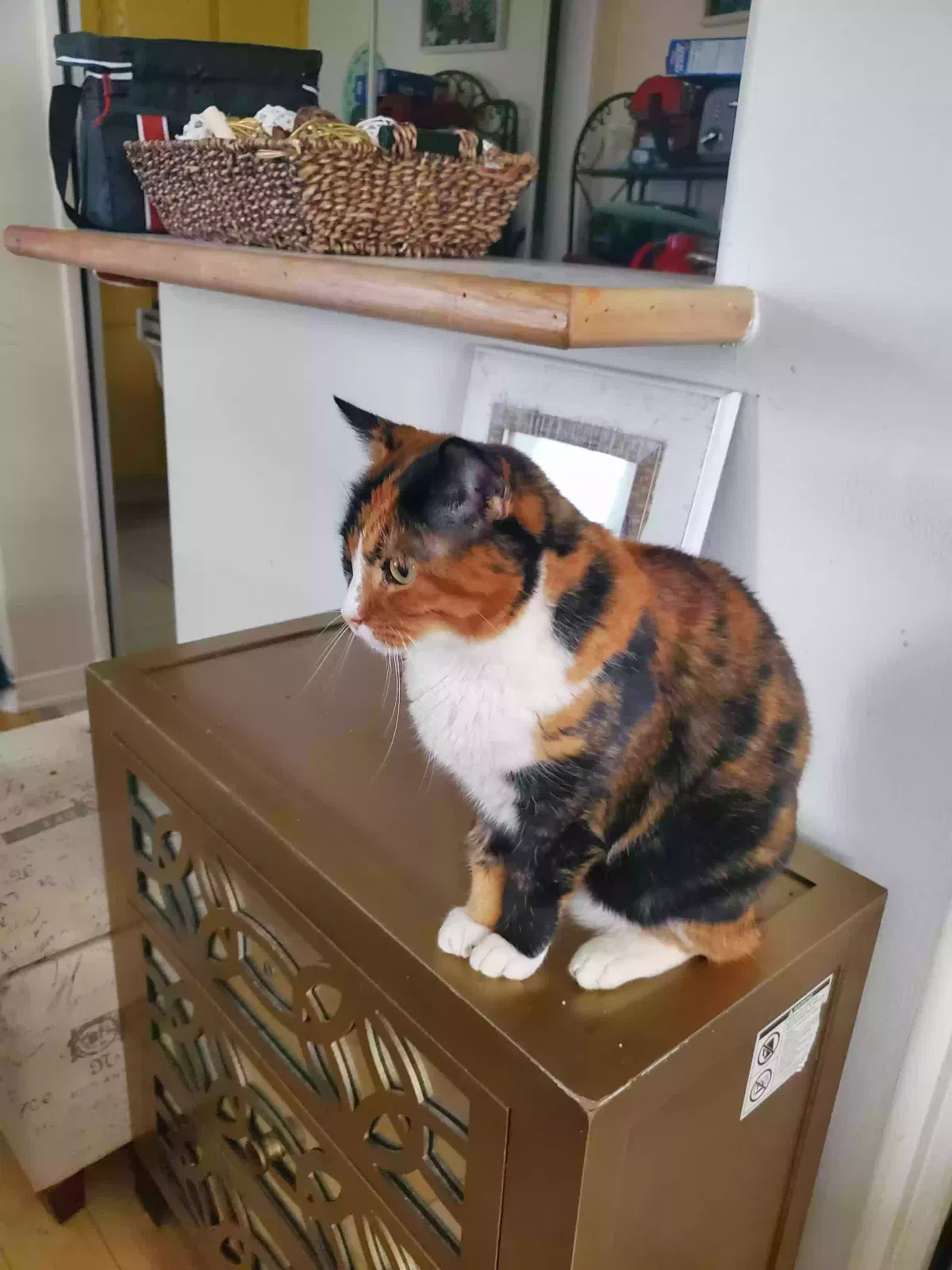 Lost cat in Simi Valley, CA, 93065