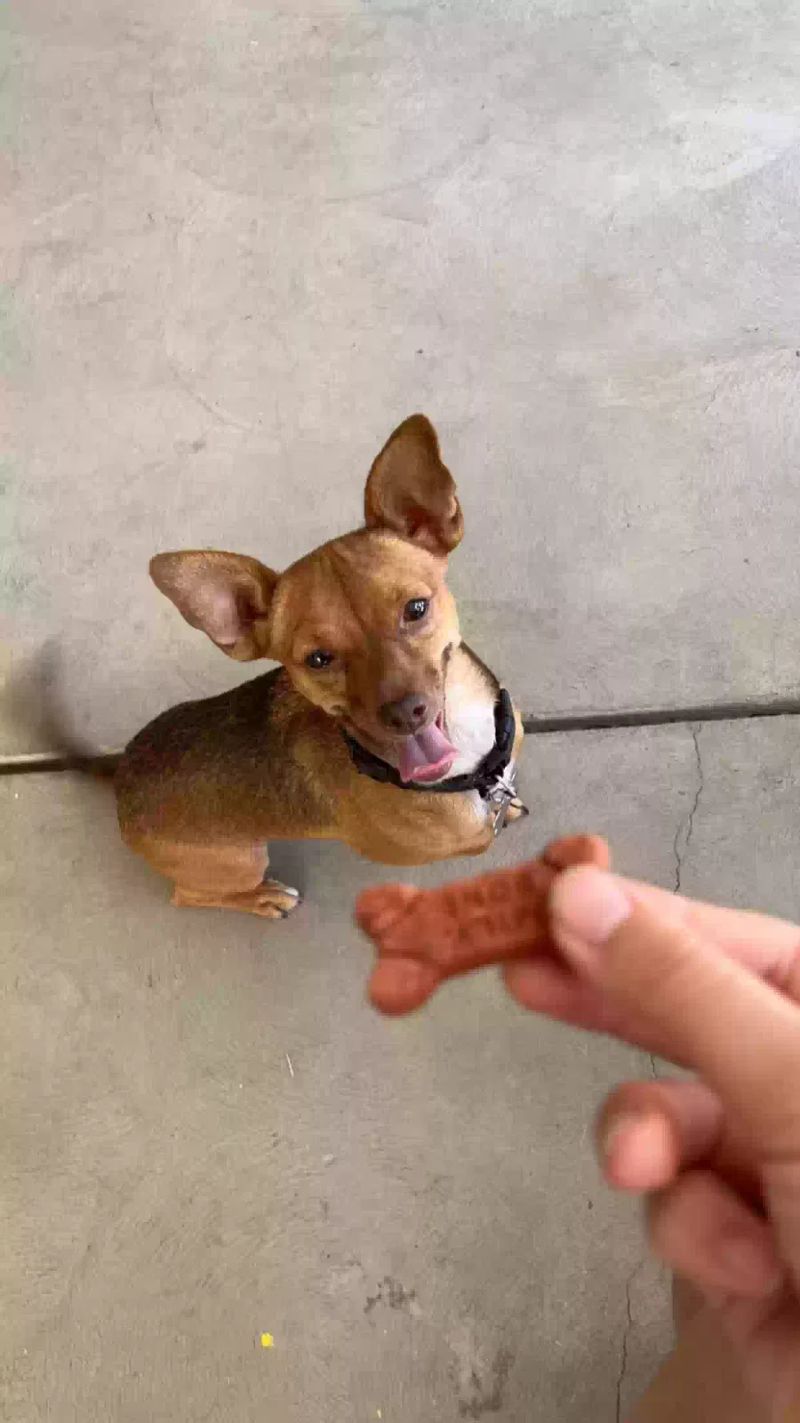 Lost dog in Fresno, CA, 93722