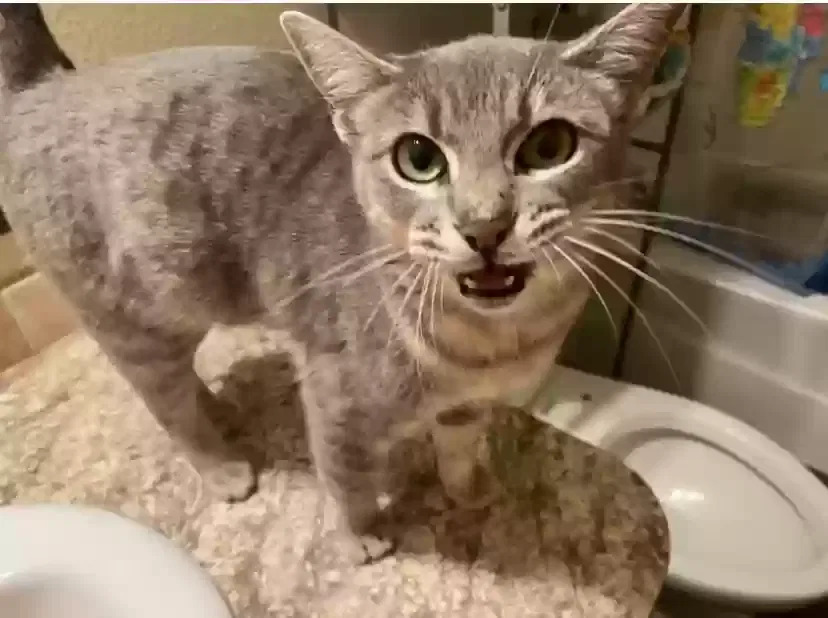 Lost cat in Thackerville, OK, 73459