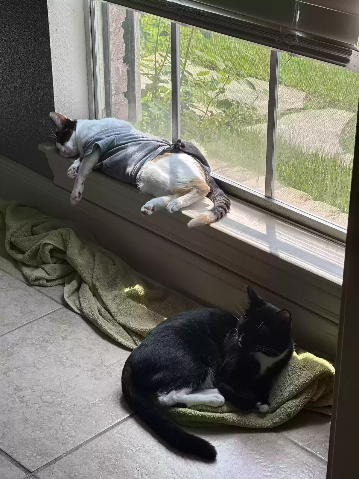 Lost cat in Houston, TX, 77090