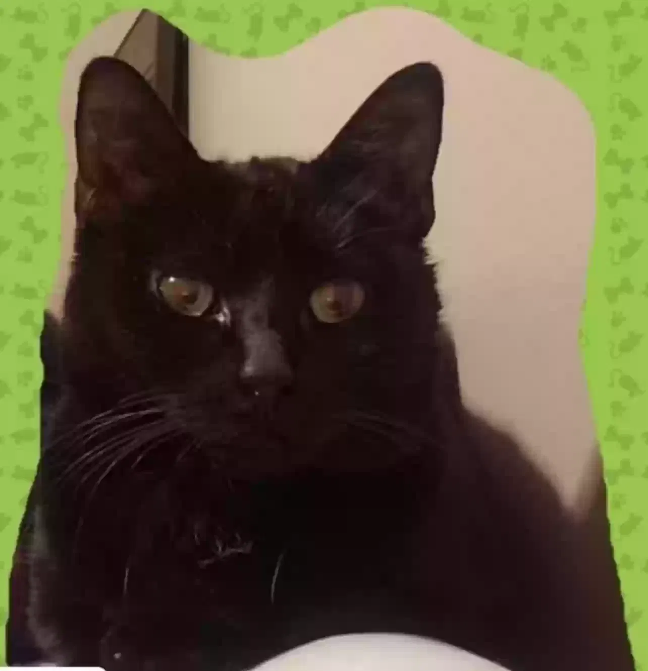 Lost cat in Las Vegas, NV, 89141